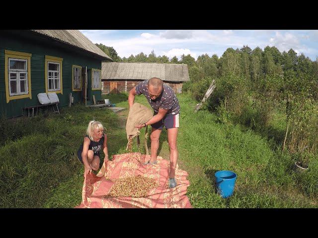 КУПИЛ ХУТОР в ЛЕСУ на краю БОЛОТА. Часть 62. ПОХОД  на БОЛОТО за КЛЮКВОЙ.