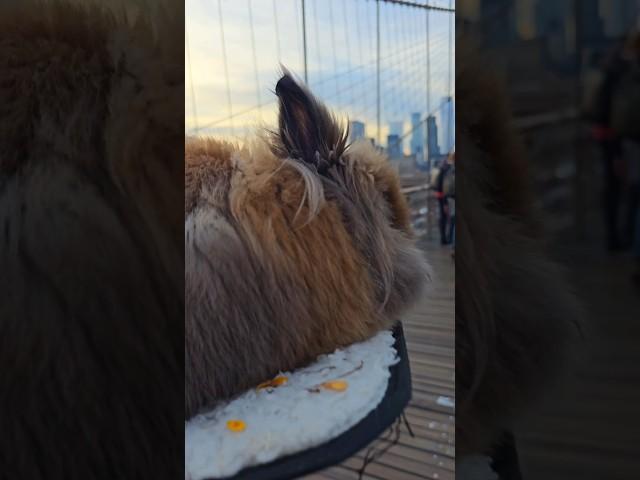 Bunny Diary: bunnies on #brooklynbridge #rabbit #rabbitvlog  #rabbitnyc