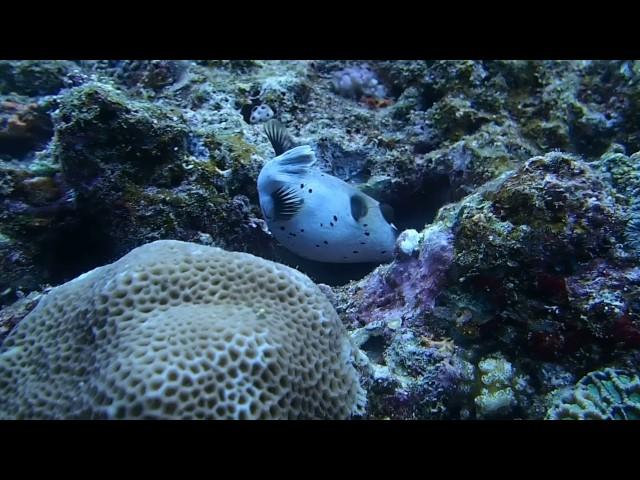 #170204 #Okinawa #Diving #Blackspotted Puffer