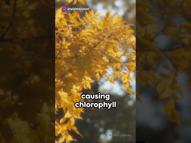Why Leaves Change Color in the Fall? #shorts #short #explore #explained #nature #naturelovers