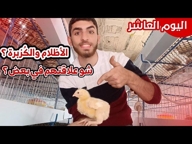 اليوم (10) متى أطفي الكهرباء عند الدجاج ( برنامج الإظلام) وكيفية التعامل معه 