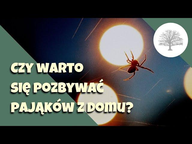 Pająk w domu - pomocnik czy szkodnik?