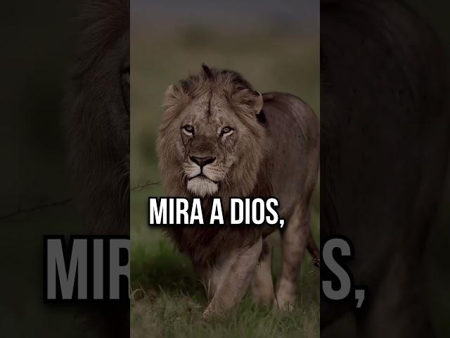 Mira a Dios #shorts #youtubeshorts #short #shortsvideo #frases #reflexiones