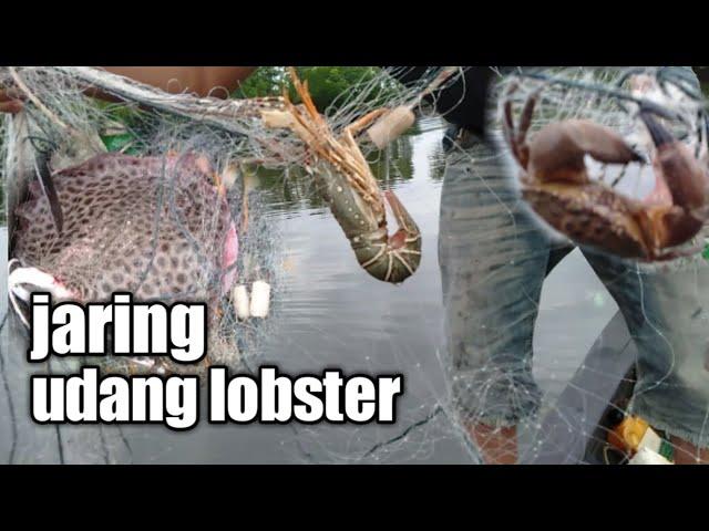 Jaring udang lobster di laut || pukat udang lobster
