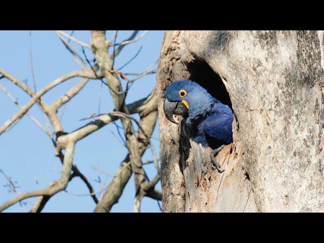 Free Flight Hyacinth Macaw In Wild