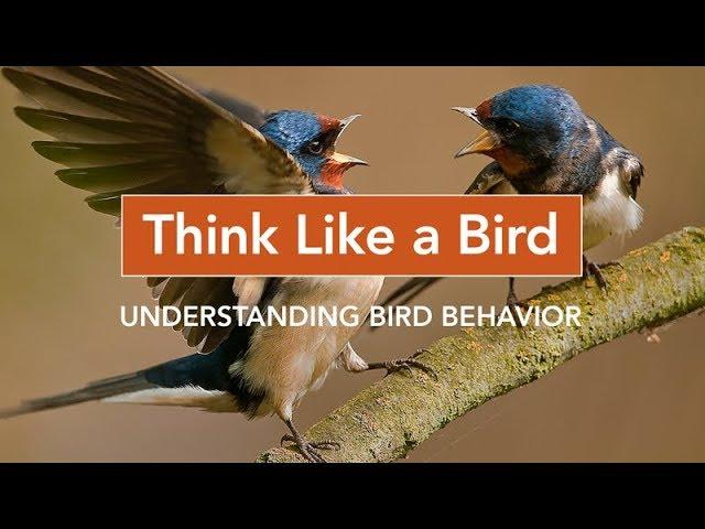 Think Like a Bird: Understanding Bird Behavior