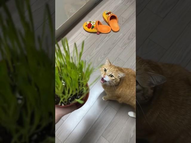 실시간으로 처참해지는 캣그라스🪴 #고양이