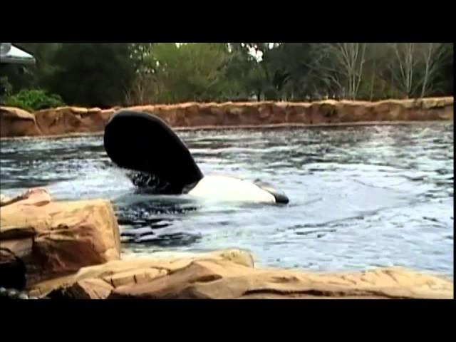 Blackfish Trailer [HD] (2013)