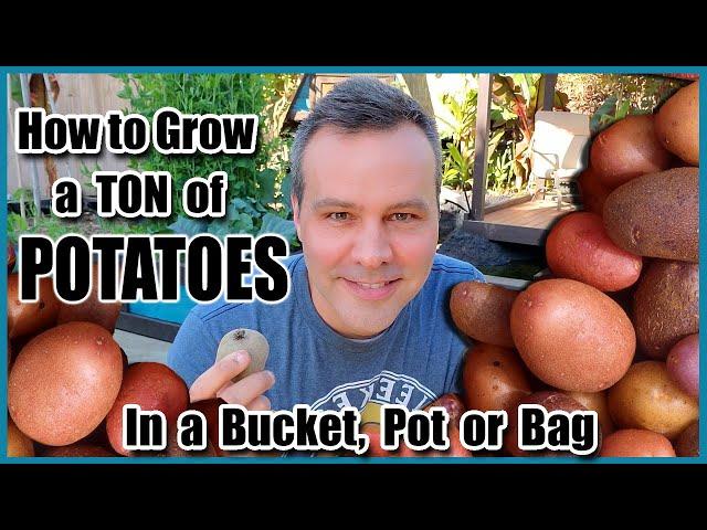 How to Grow a LOT of Potatoes in a Bucket, Bag or Pot