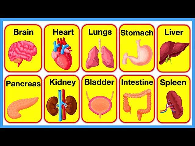 HUMAN BODY 🫀| Organs, Organ Systems, Skeleton, Cells, Muscles & Blood | Chapter 1