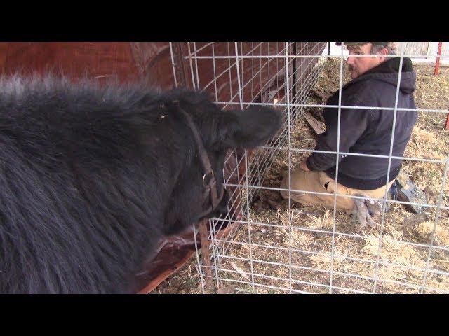 A Cheap Shelter That's Spoiled Cow Approved!