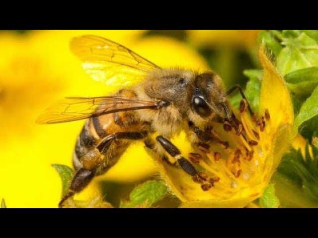 How bees collect nectar to make honey ( A close-up video film )