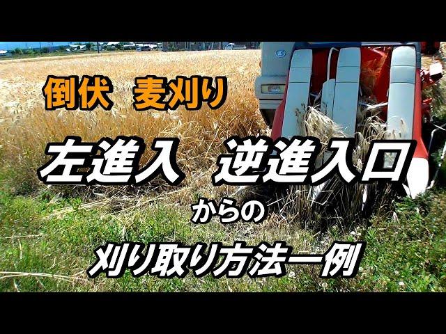 【コンバイン】左進入口・逆進入口からの大麦刈り取り！倒伏・そして粉塵でオーバーヒートに悩まされ・・