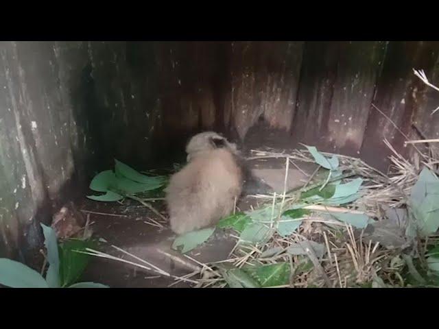 Endangered red panda cub born in Indian zoo | AFP