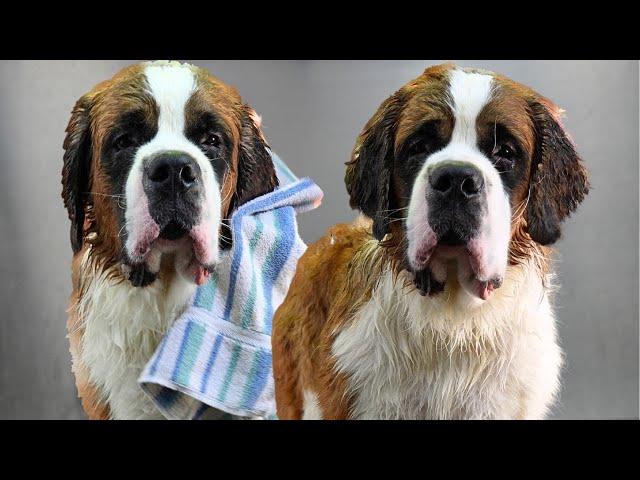 St. Bernard Sent Home From Salon Within 5 Minutes | Owner Helps Me With Huge Difficult Dog