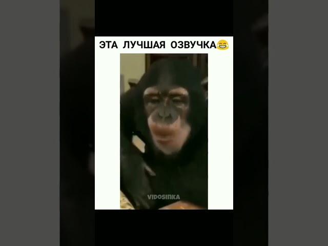 Лучшая озвучка обезьяны