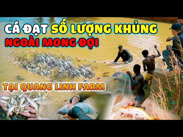 Quanglinhvlogs || Kéo Lưới Cá Tại Quang Linh Farm, Bất Ngờ Với Số Lượng Khủng - Ngoài Mong Đợi.