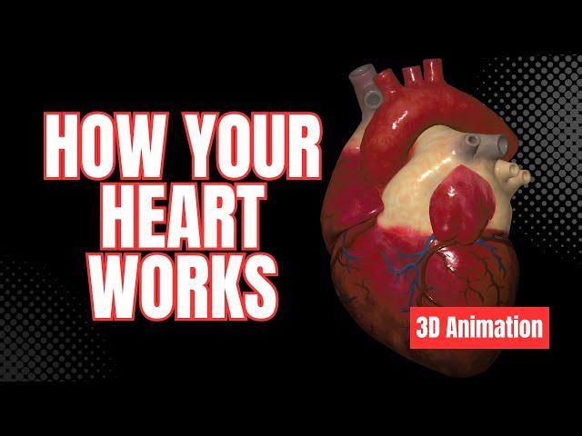 Commotio Cordis (Cardiac Arrest from a Blow to the Chest) - 3D Animation