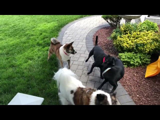 Jenny's last time playing with her dog friends at the foster home before going to her new home