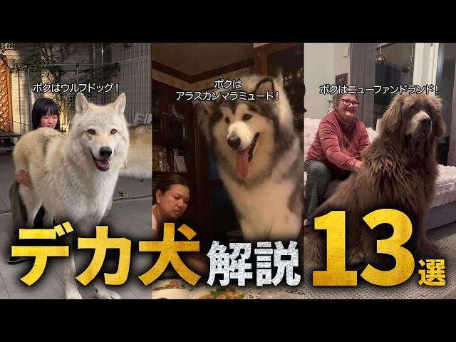 【超巨大】大型犬の可愛さがわかる解説 13選