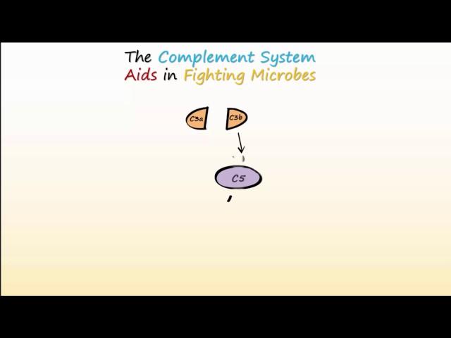 Complement System Part 1 - Overview and Actions to Fight Infections