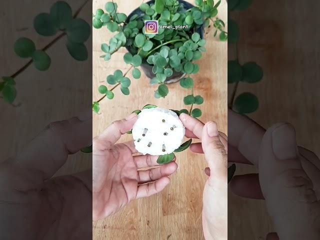 Peperomia Hope WaterPropagation #planting #propagation #peperomia #trending #shorts #plants #tips