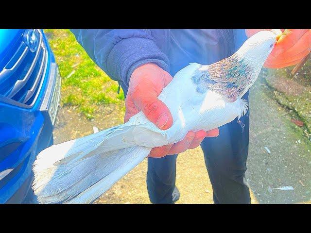 Армянские ГАРИВИЗЫ. Голуби Армана. г Владикавказ. Armenian pigeons of Arman