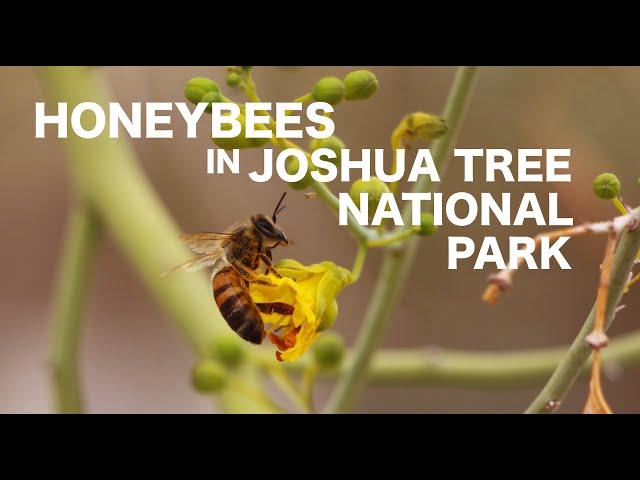 Honeybees in Joshua Tree National Park