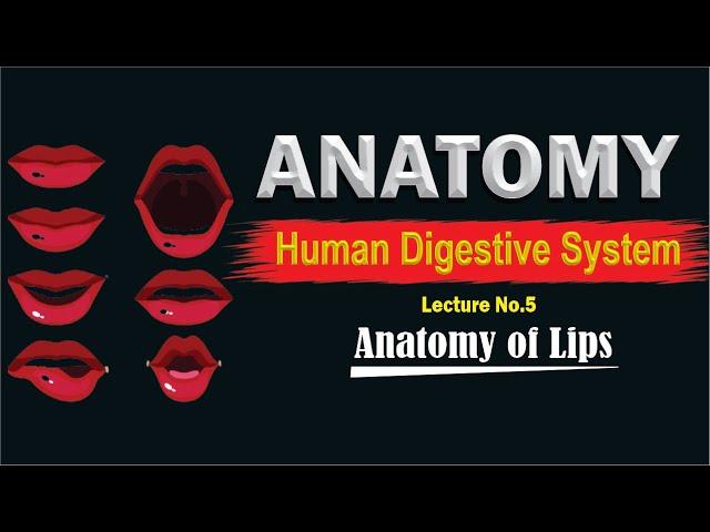 Lips Anatomy  || Anatomy of the Lips || Structure Of The Lips || Functions Of The Lips