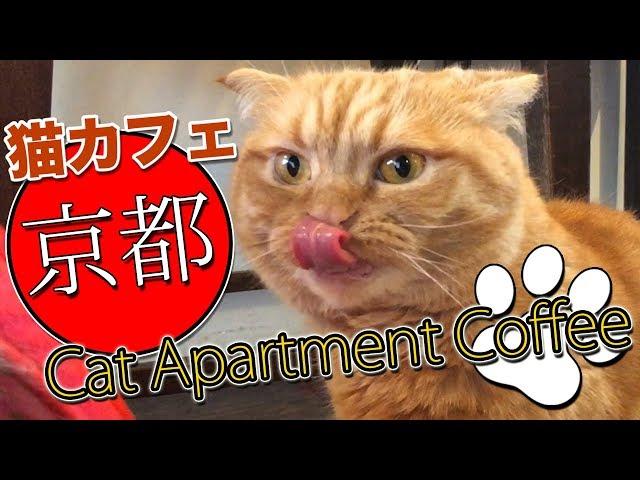 京都 町家猫カフェでスペシャルティコーヒー。Cat Apartment Coffee CATS CAFE in Kyoto, Japan