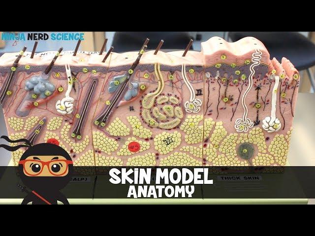 Integumentary System | Skin Model Anatomy