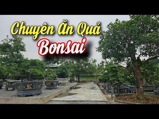 SH.7292. Phát hiện vườn cây ăn quả bonsai cực chất tại Kiến Thụy Hải Phòng. Đth 0902.267.099