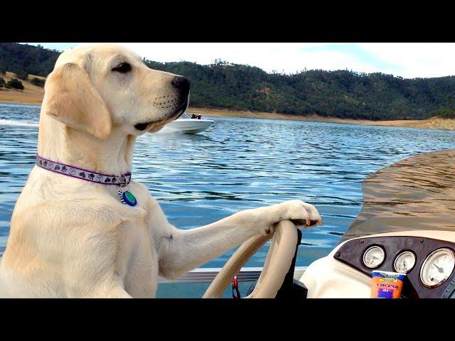 Funniest Animal Videos Will Cheer You Up!  Best Funny Animals Videos of Week