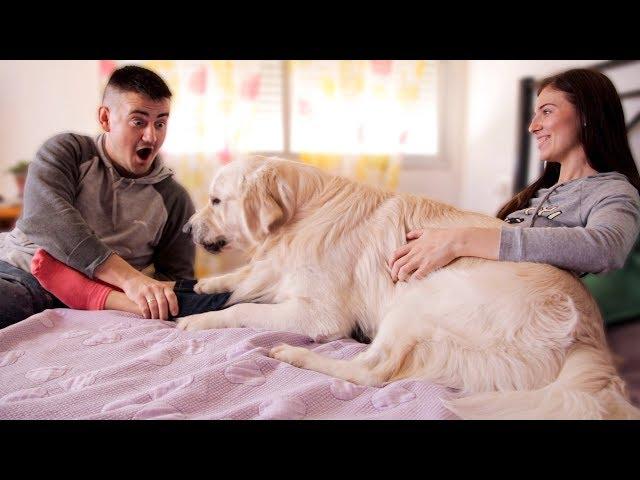 Golden Retriever Dog Protects My Wife from Me