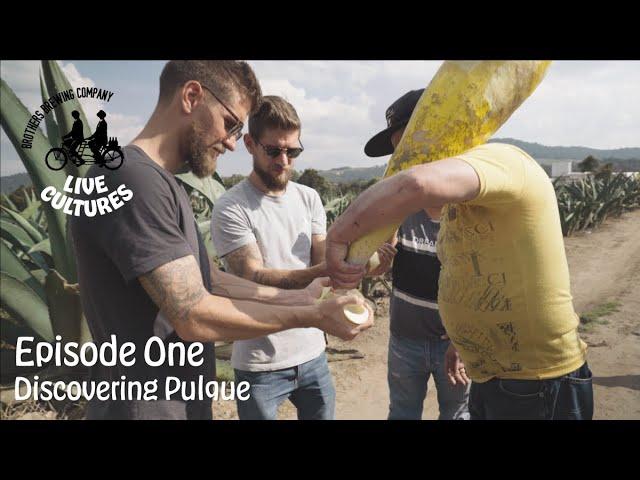 Discovering Pulque: Exploring Mexico's Traditional Fermented Beverage | Live Cultures Ep. 1