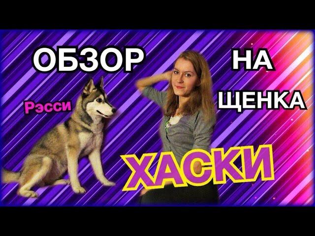 ОБЗОР НА ЩЕНКА ХАСКИ// РЭССИ// Алёна Рожкова