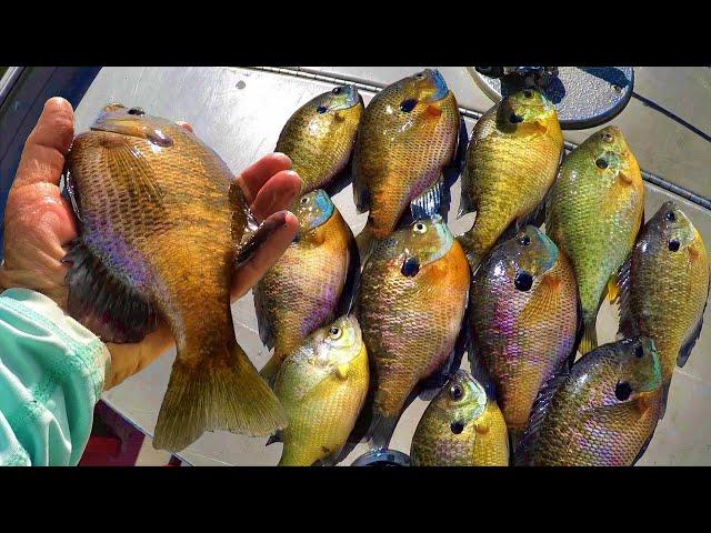 Catch Loads Of Bluegill For Dinner With This Simple Setup