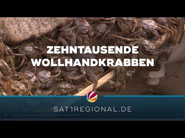 Zehntausende Wollhandkrabben an Fischtreppe in Geesthacht