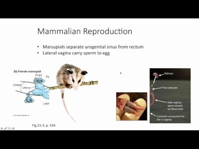 Mammalian Reproduction