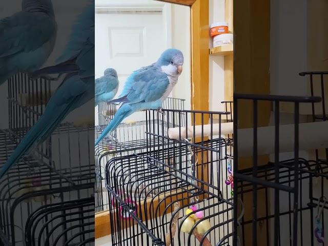 Quaker Parrot talking | Parrot saying Come here #shorts