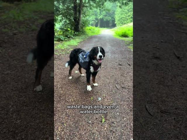 3 of my fav hiking gear items for my dog! #dogshorts #hikingdog #hikinggear #doggear #adventuredog