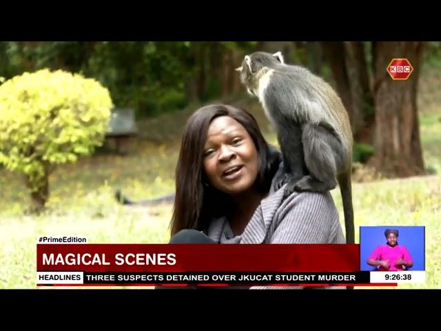 Magical Scenes: City Park, home to indigenous trees and Syke monkeys