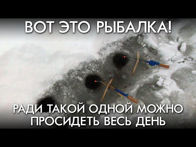 ВОТ ЭТО РЫБИНА / РАДИ ТАКОЙ ОДНОЙ МОЖНО ПРОСИДЕТЬ ВЕСЬ ДЕНЬ