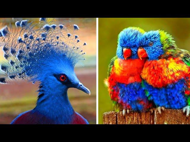 পৃথিবীর সবথেকে সুন্দর ১০টি পাখি | Top 10 most beautiful birds in the world | amazing birds