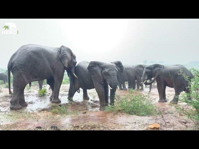 Excited Elephants Soaking Up The Rain 