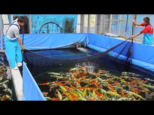 What is it like to buy koi in Japan? Episode 1 - The Buying Experience