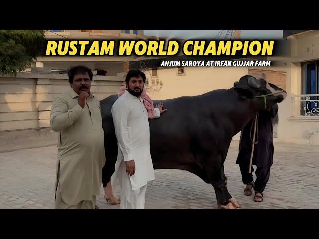 Anjum Saroya Visits Chaudary Irfan Gujjar   Farm | Rustum World Champion Sunda|  Sohny Aswa  WC Majh
