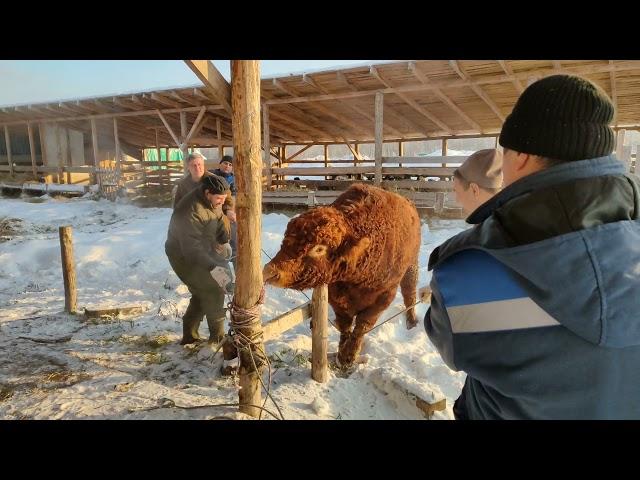 валим быка 930 кг живой вес на улице -25 часть 2