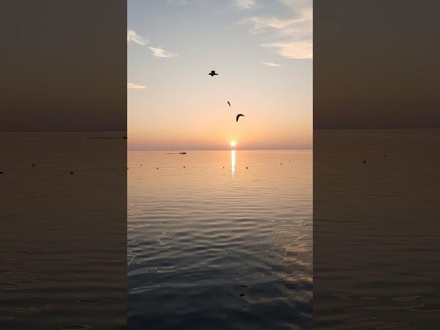 Seagulls at sunset - Garda, Lake Garda, Italy