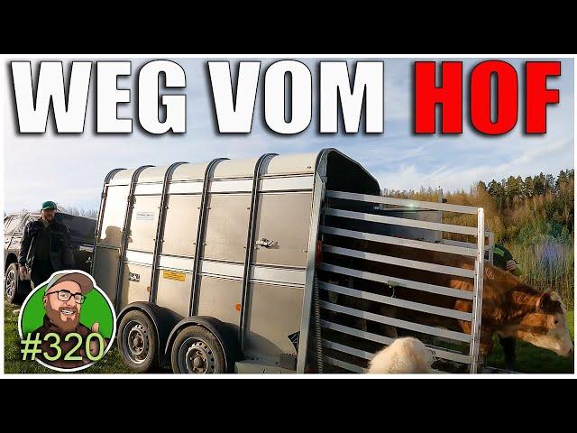 FarmVlog 320: Die Rinder gehen vom Hof | Der Austrieb beginnt